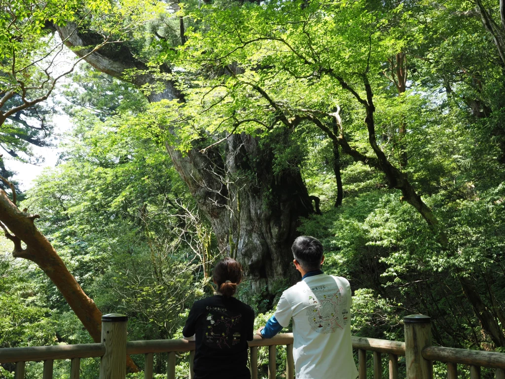 縄文杉