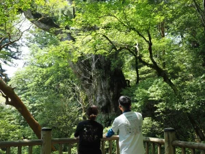 縄文杉