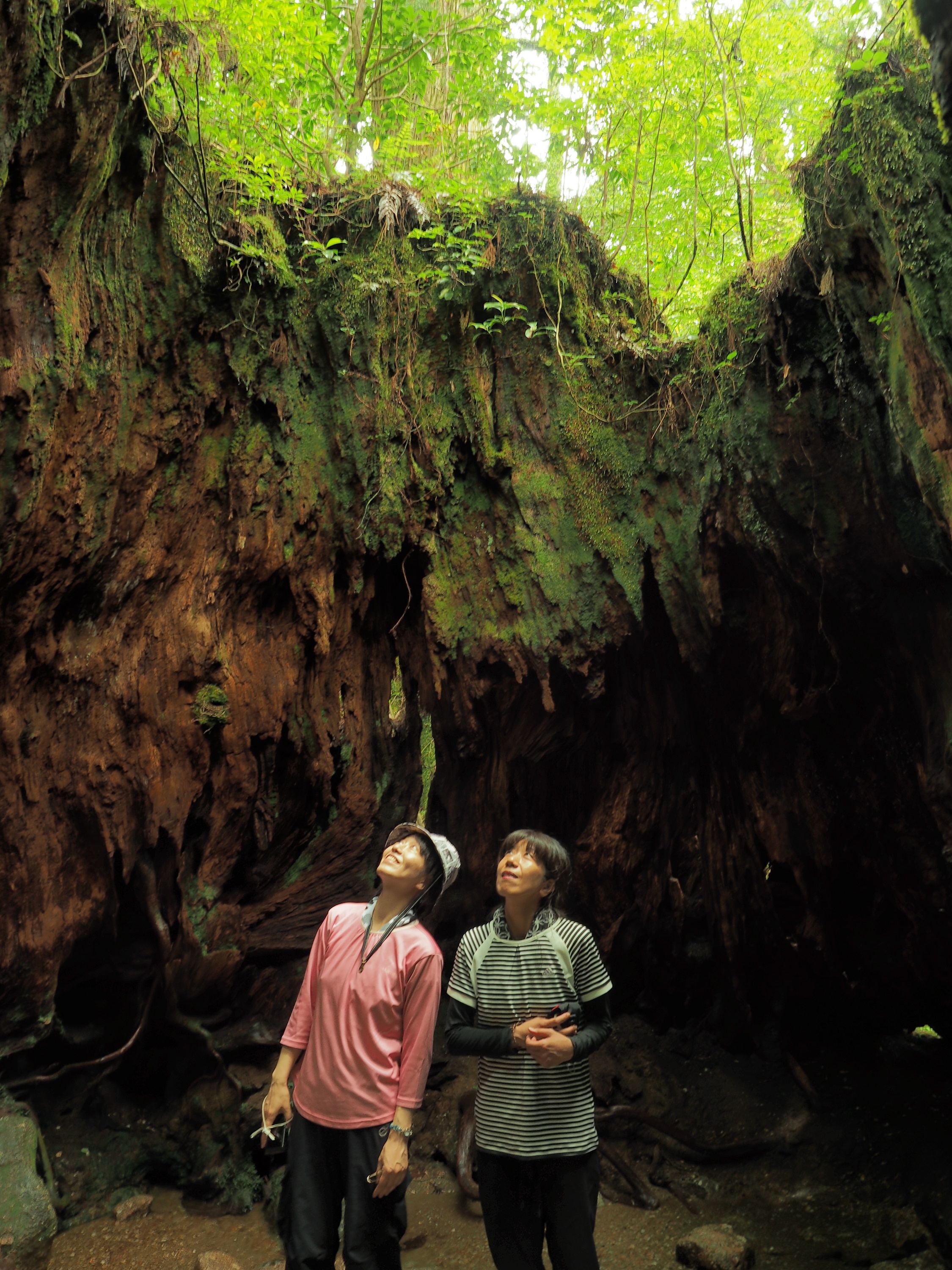 ウィルソン株のハート