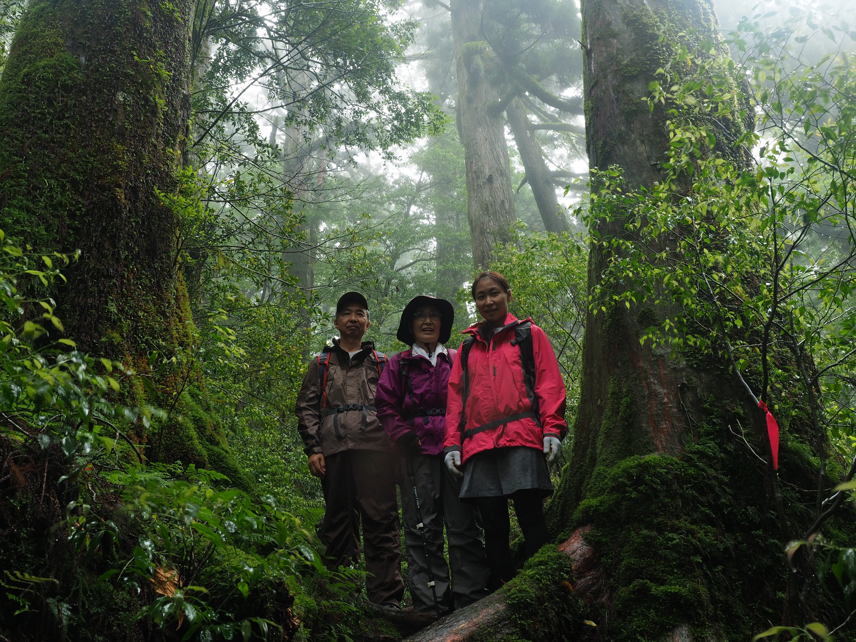 ヤクスギランドの小花山
