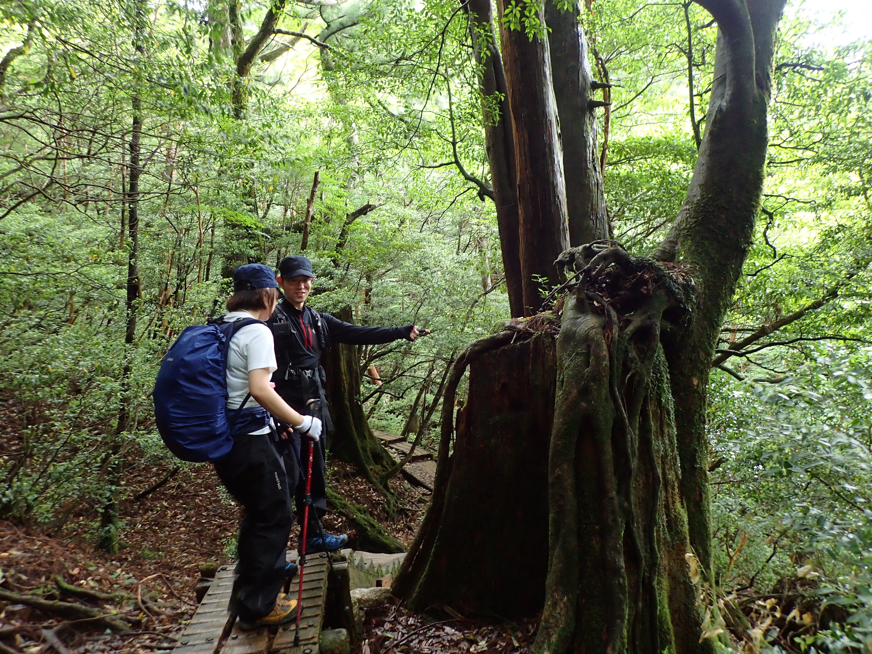 屋久杉の切り株