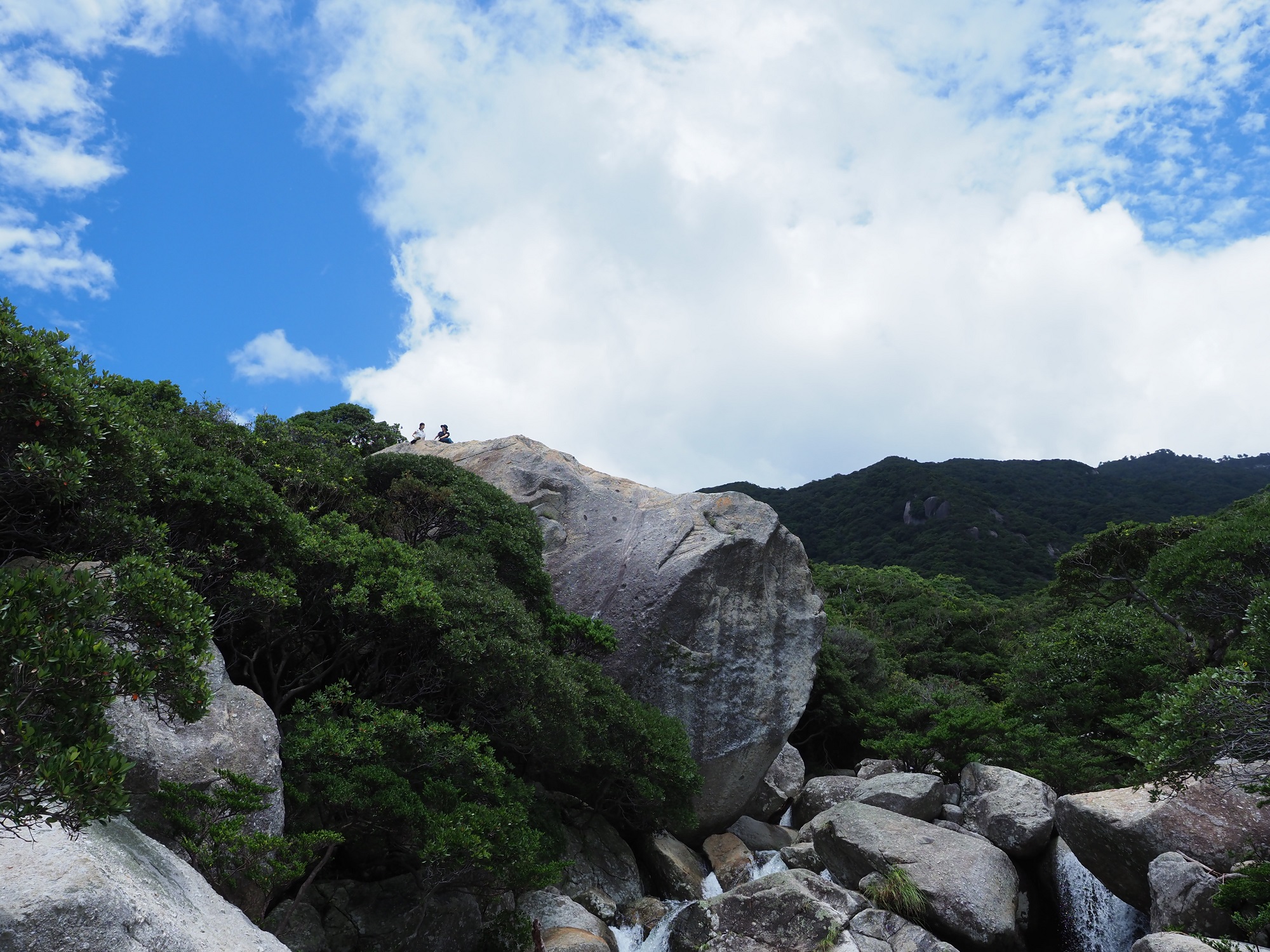 照葉樹の森を見下ろす
