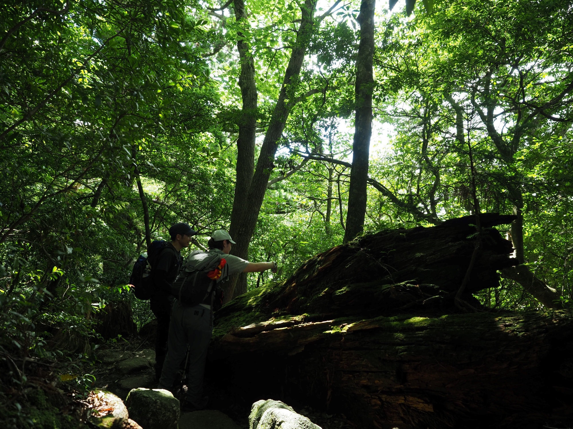 屋久杉の倒木