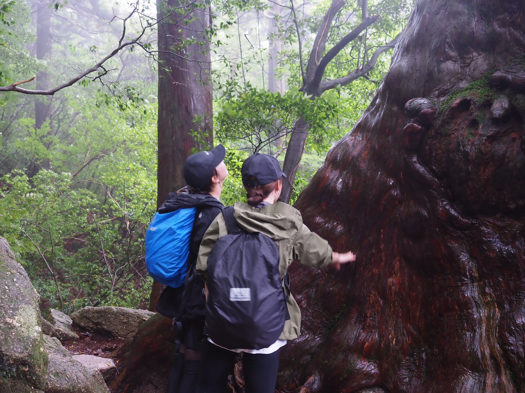 大きな屋久杉に触る
