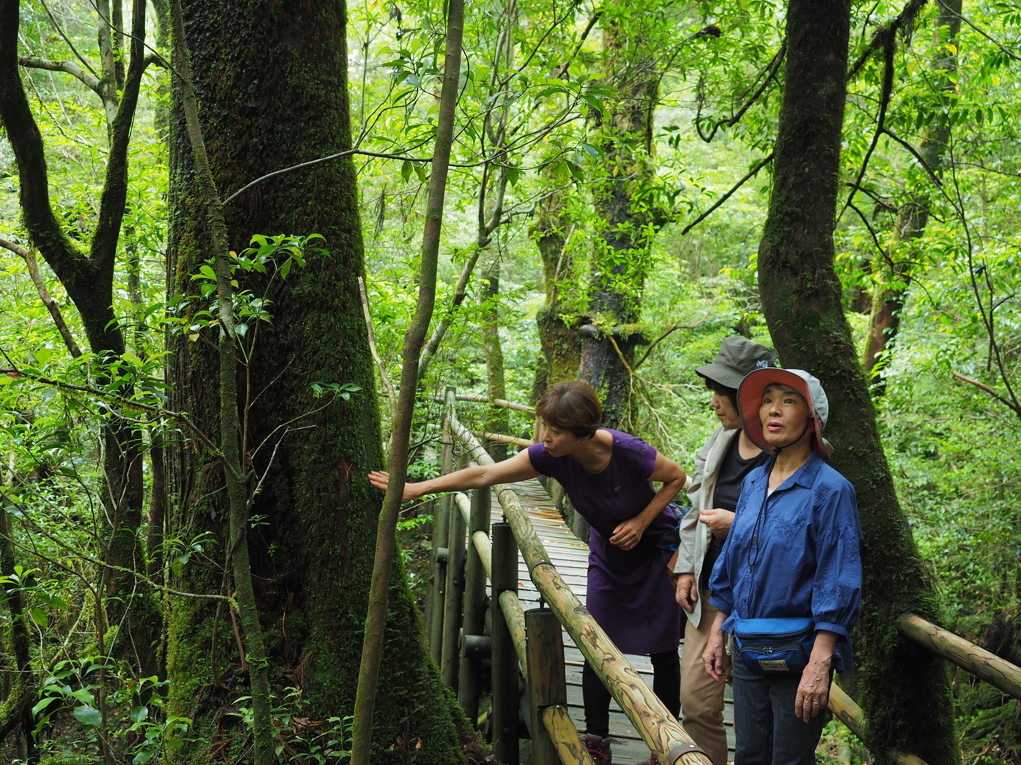 ヤクスギランド　50分コース