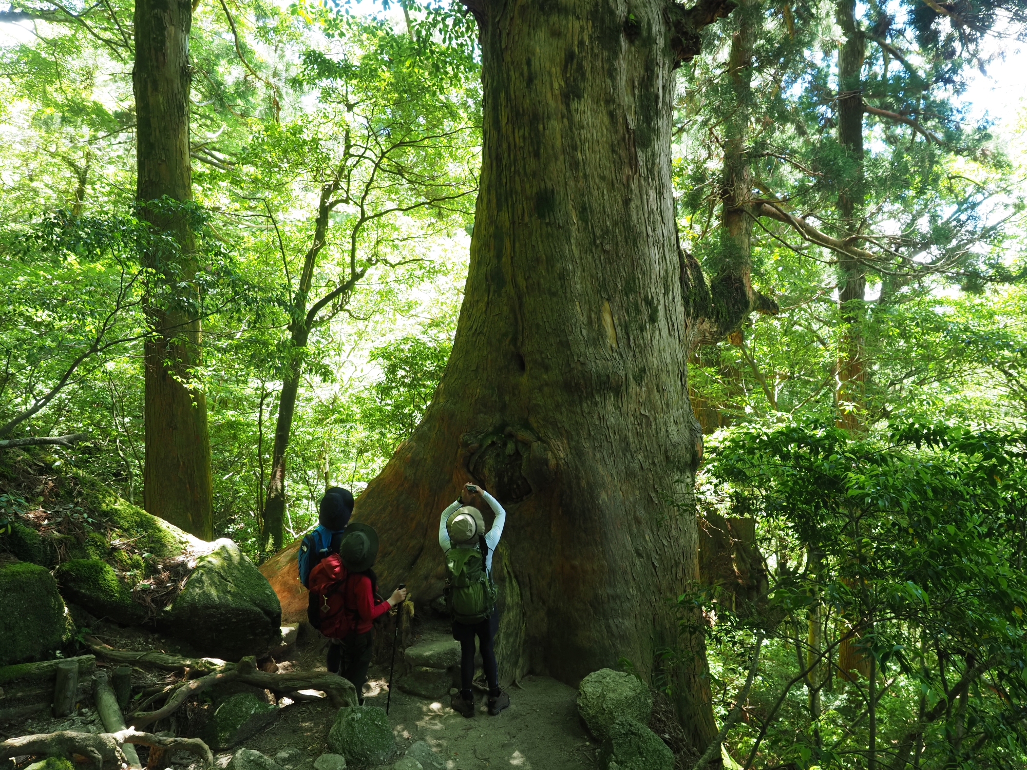 屋久杉の巨木