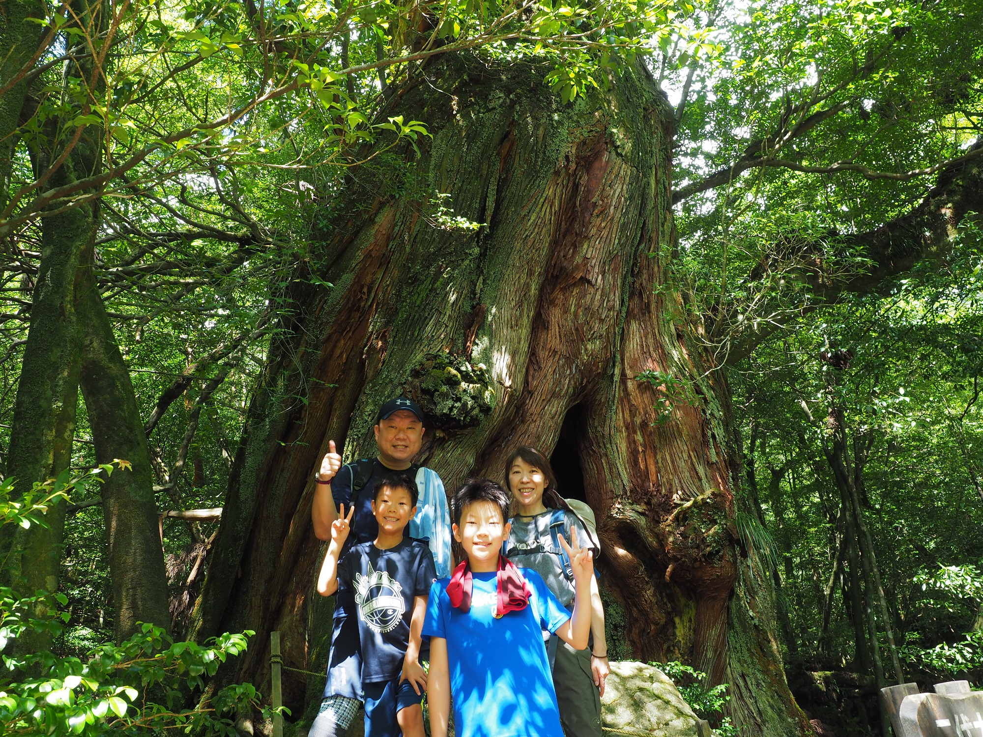 白谷雲水峡　二代大杉