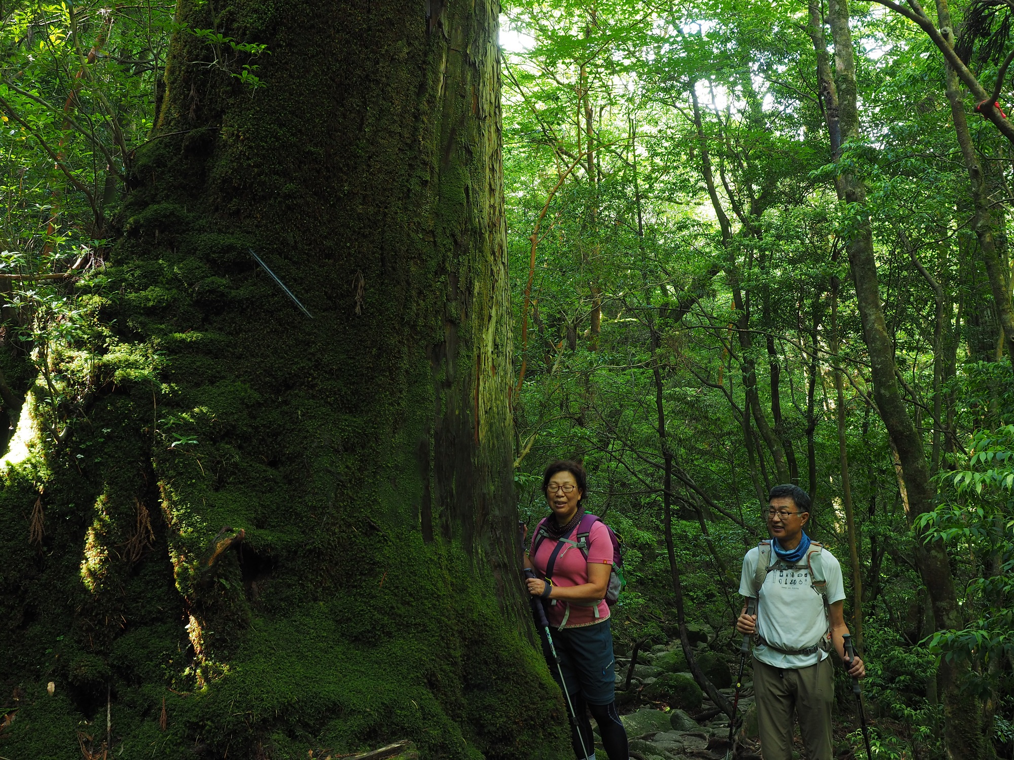 屋久杉の横で記念撮影