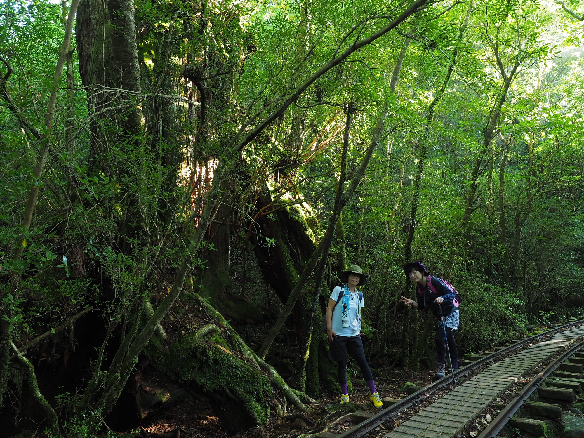 トロッコ道と屋久杉の切り株