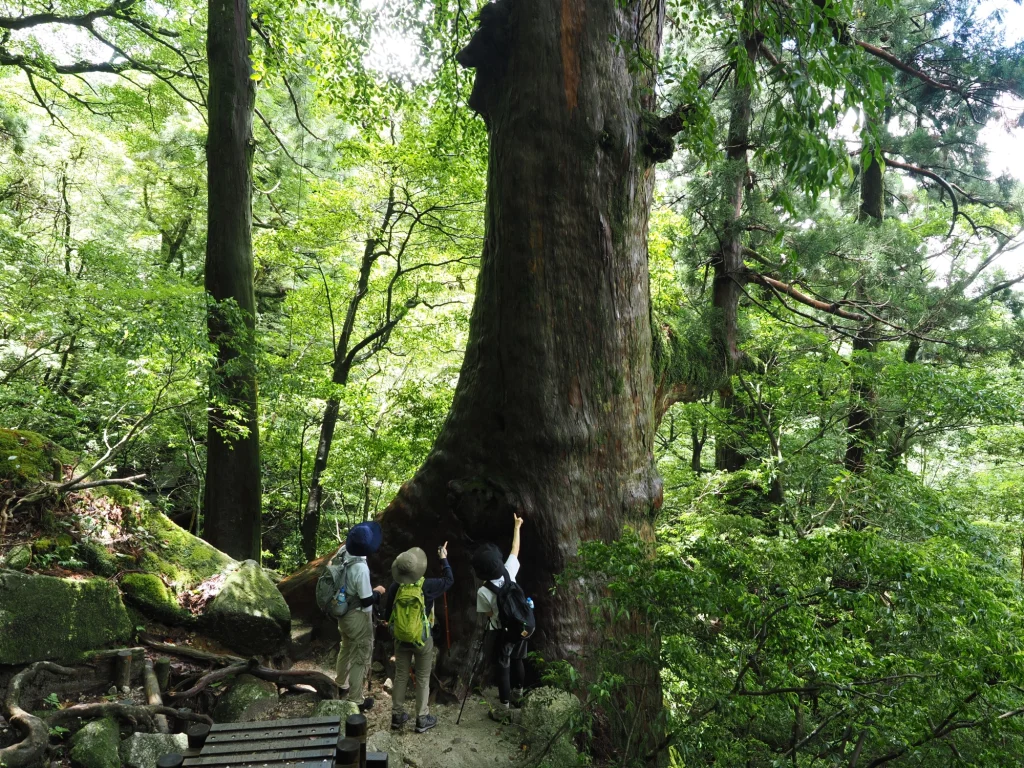 屋久杉の巨樹