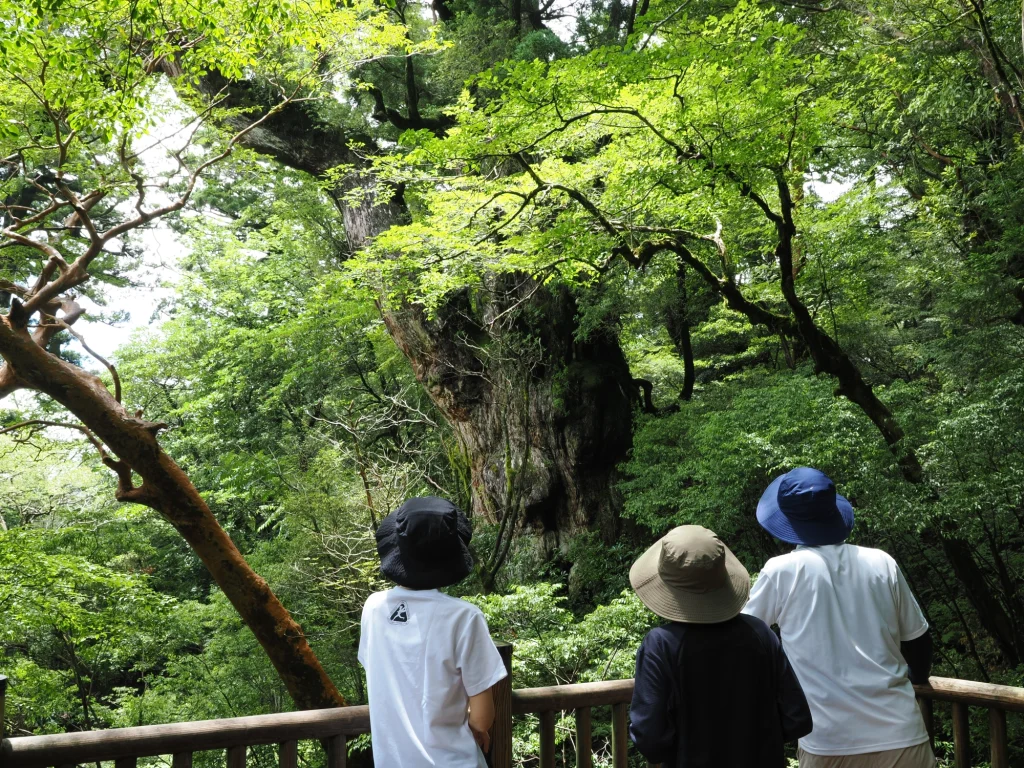 縄文杉