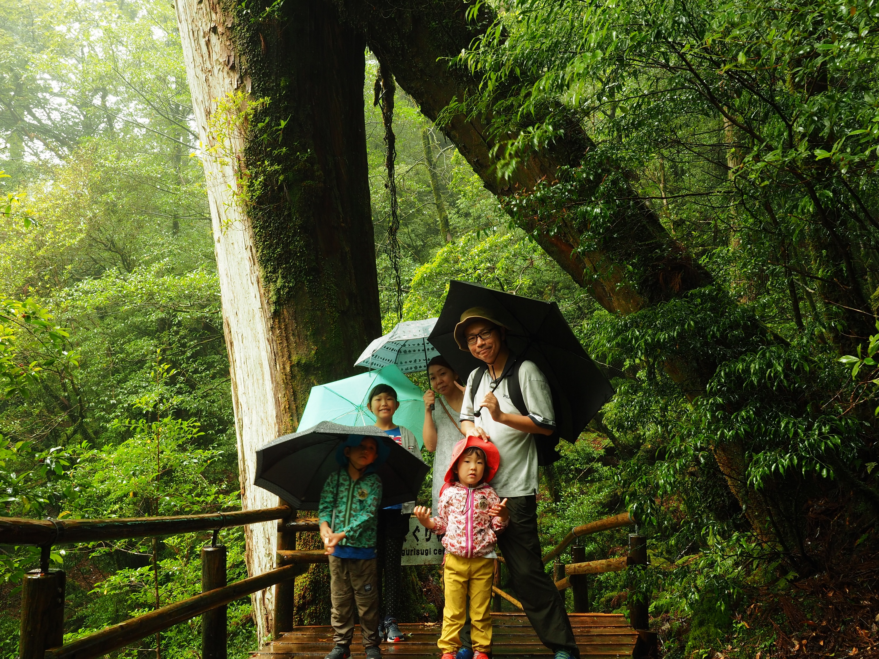 ヤクスギランドのくぐり杉
