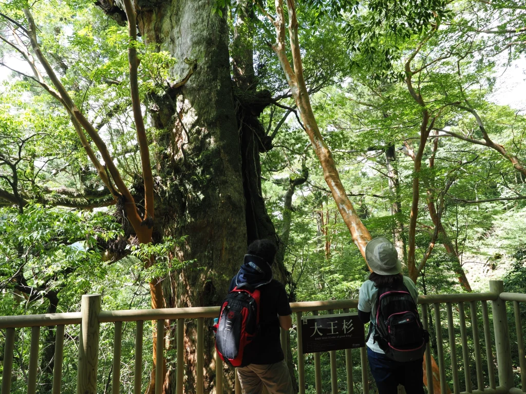 大王杉