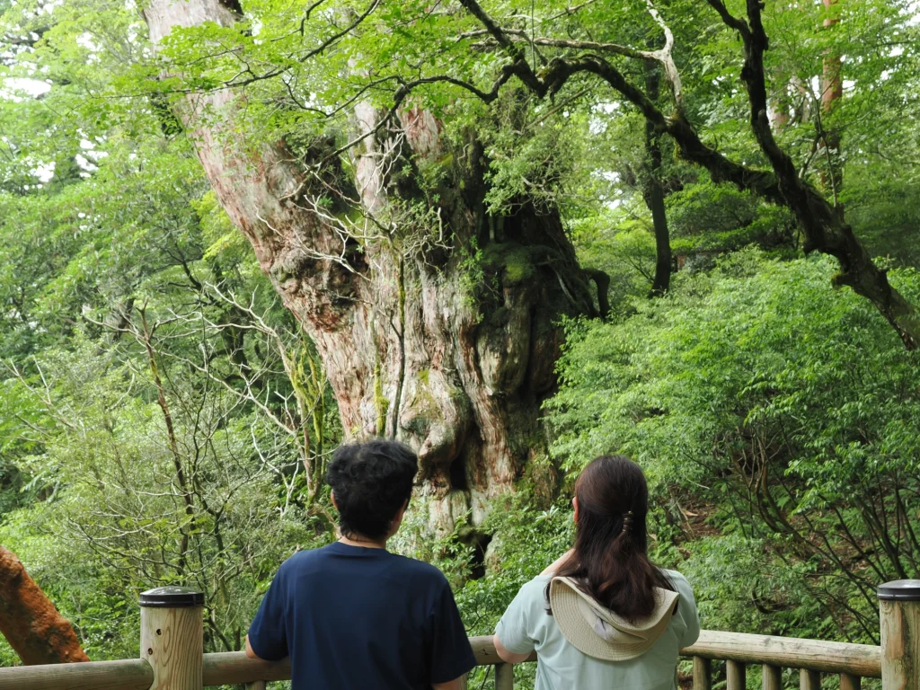 縄文杉