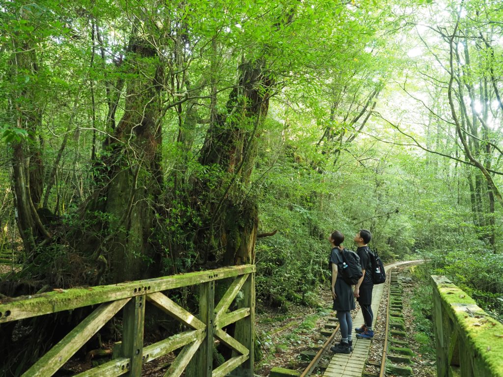 トロッコ道の二代杉