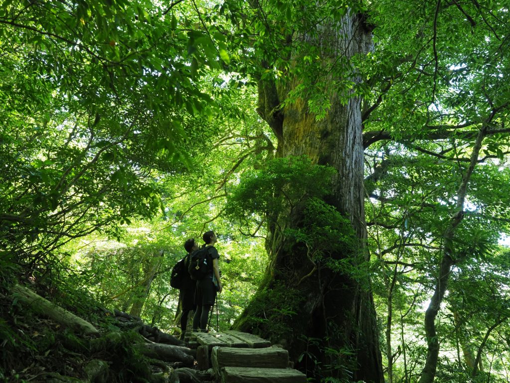 屋久杉の巨木