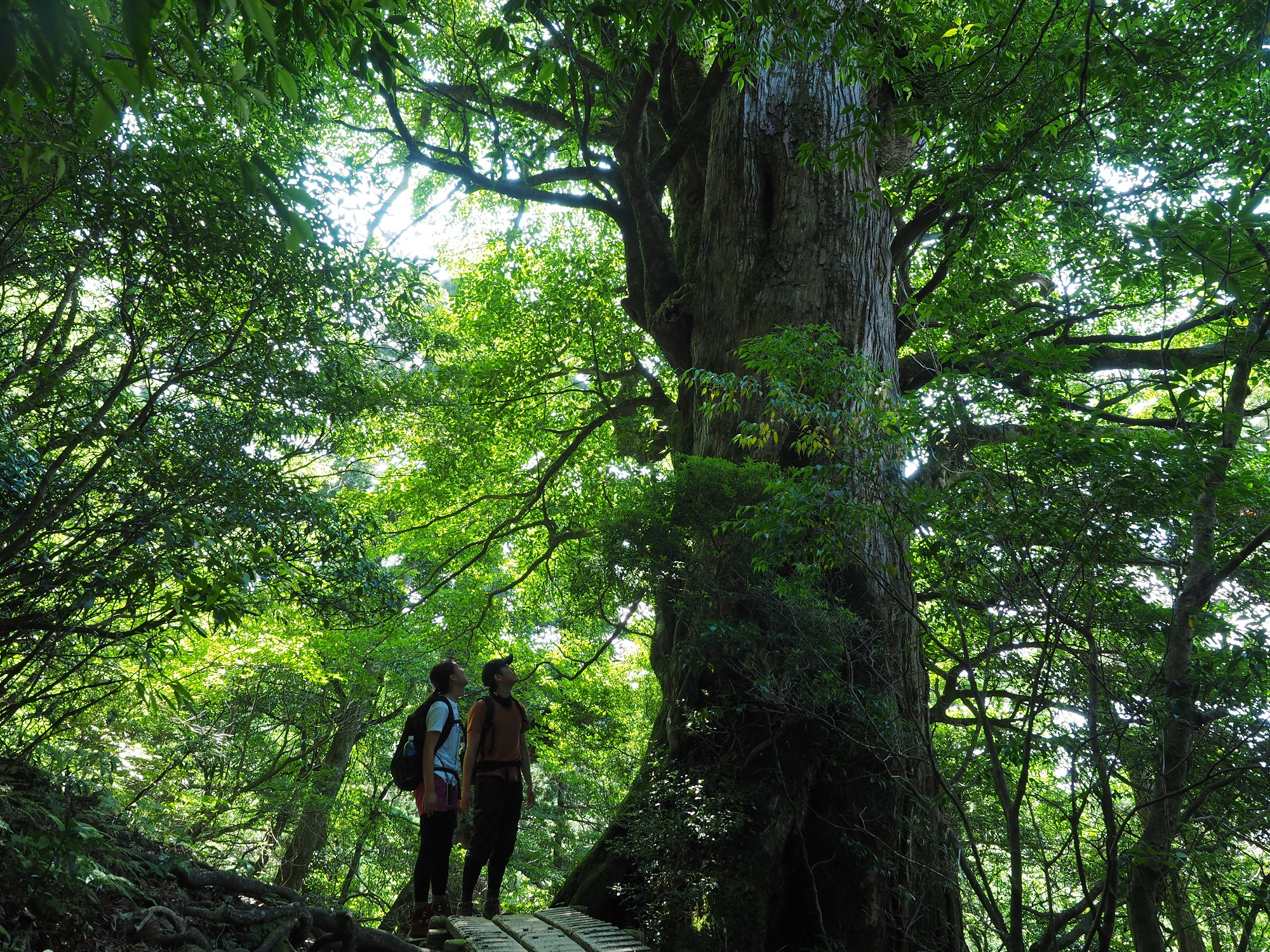屋久杉の横で記念撮影