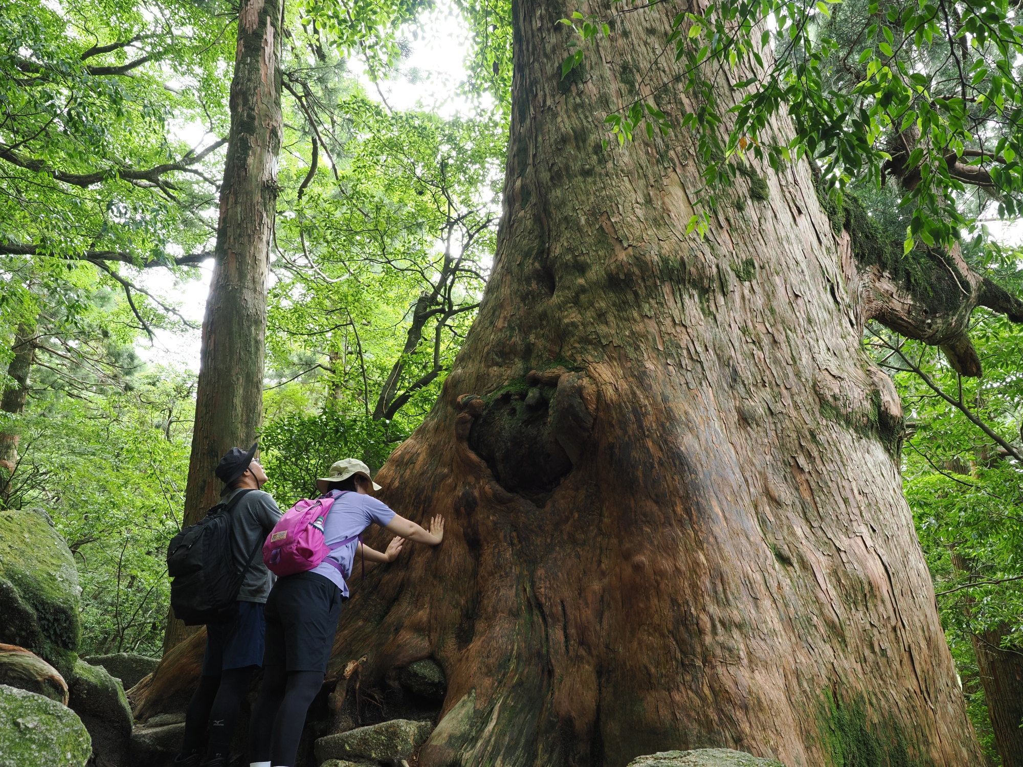 屋久杉の巨木