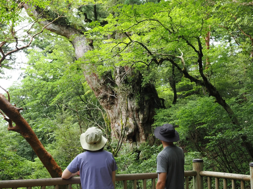 縄文杉