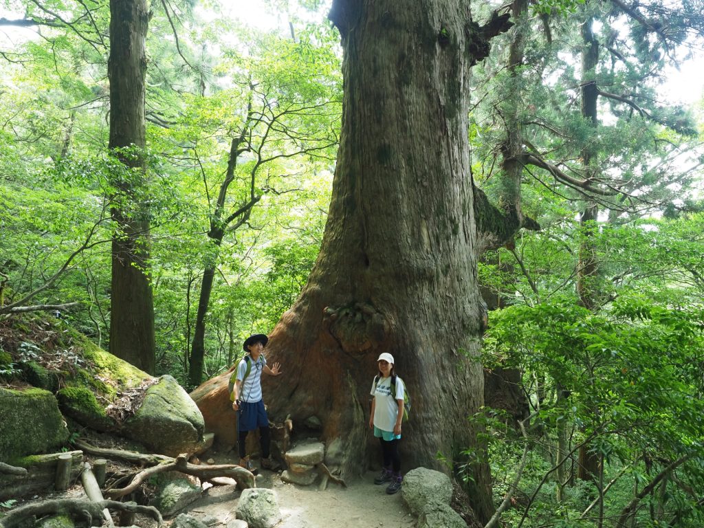 屋久杉の巨木