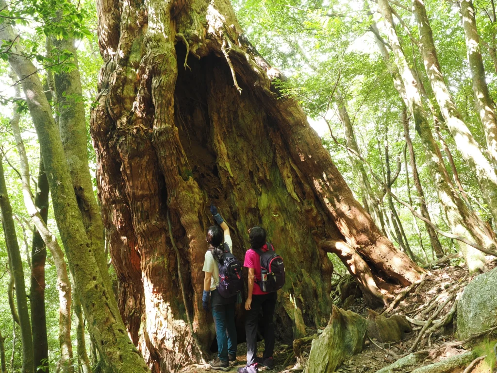 屋久杉の二代杉