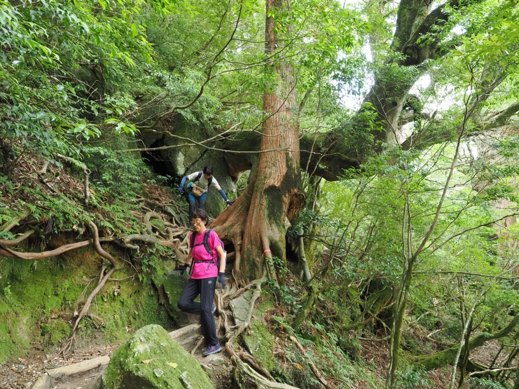 ヤマグルマのトンネル