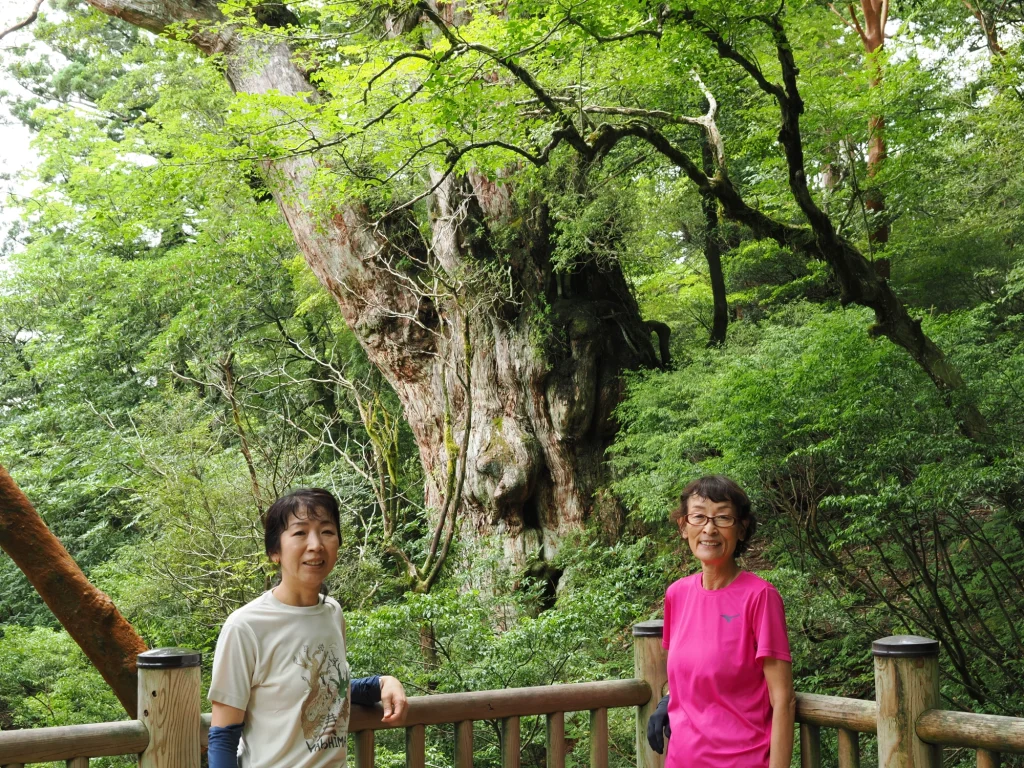 縄文杉
