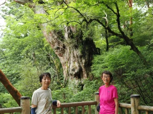 縄文杉