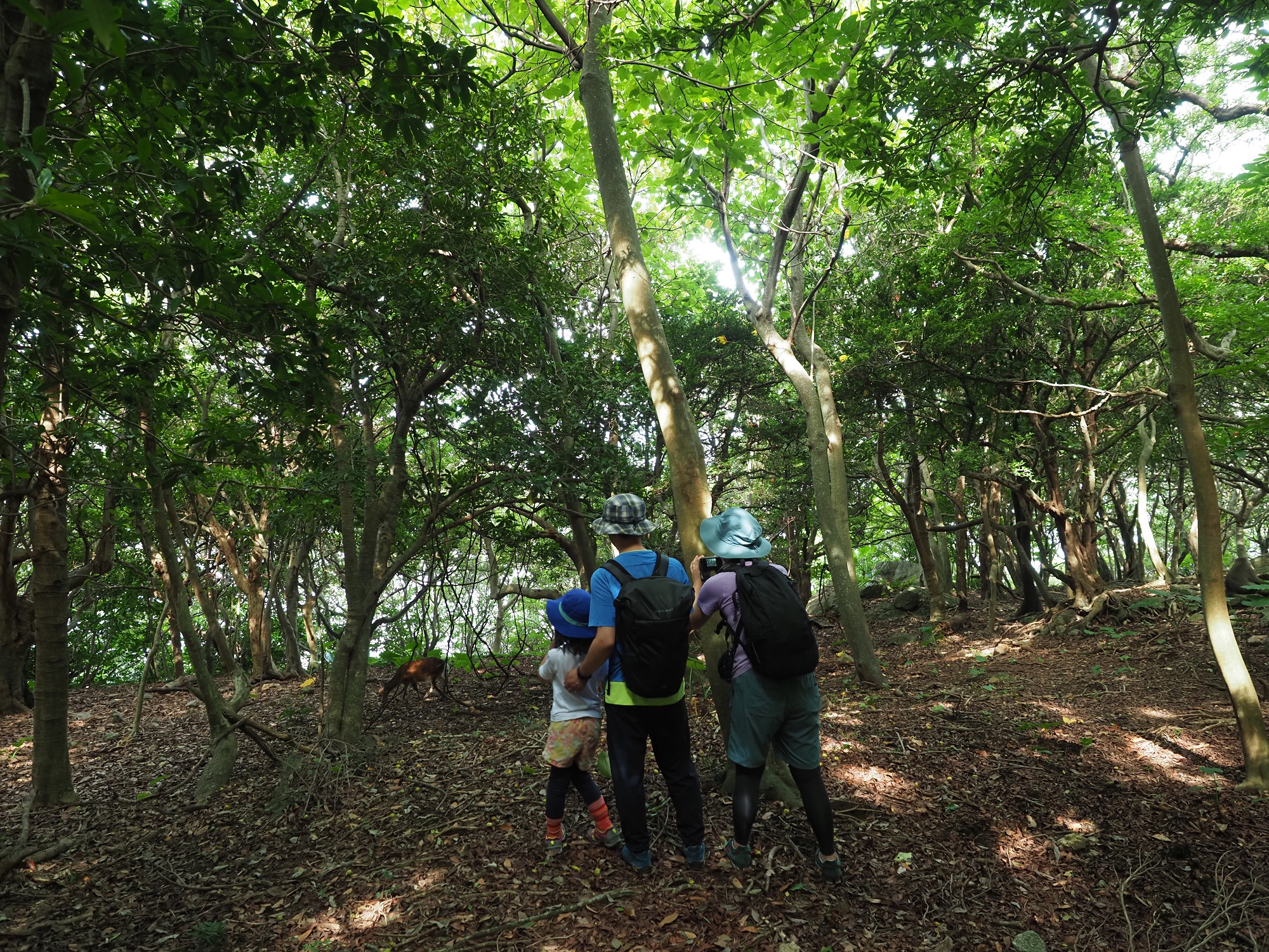 ヤクシカを観察