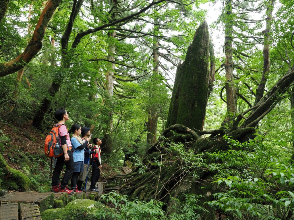 屋久杉の倒木跡