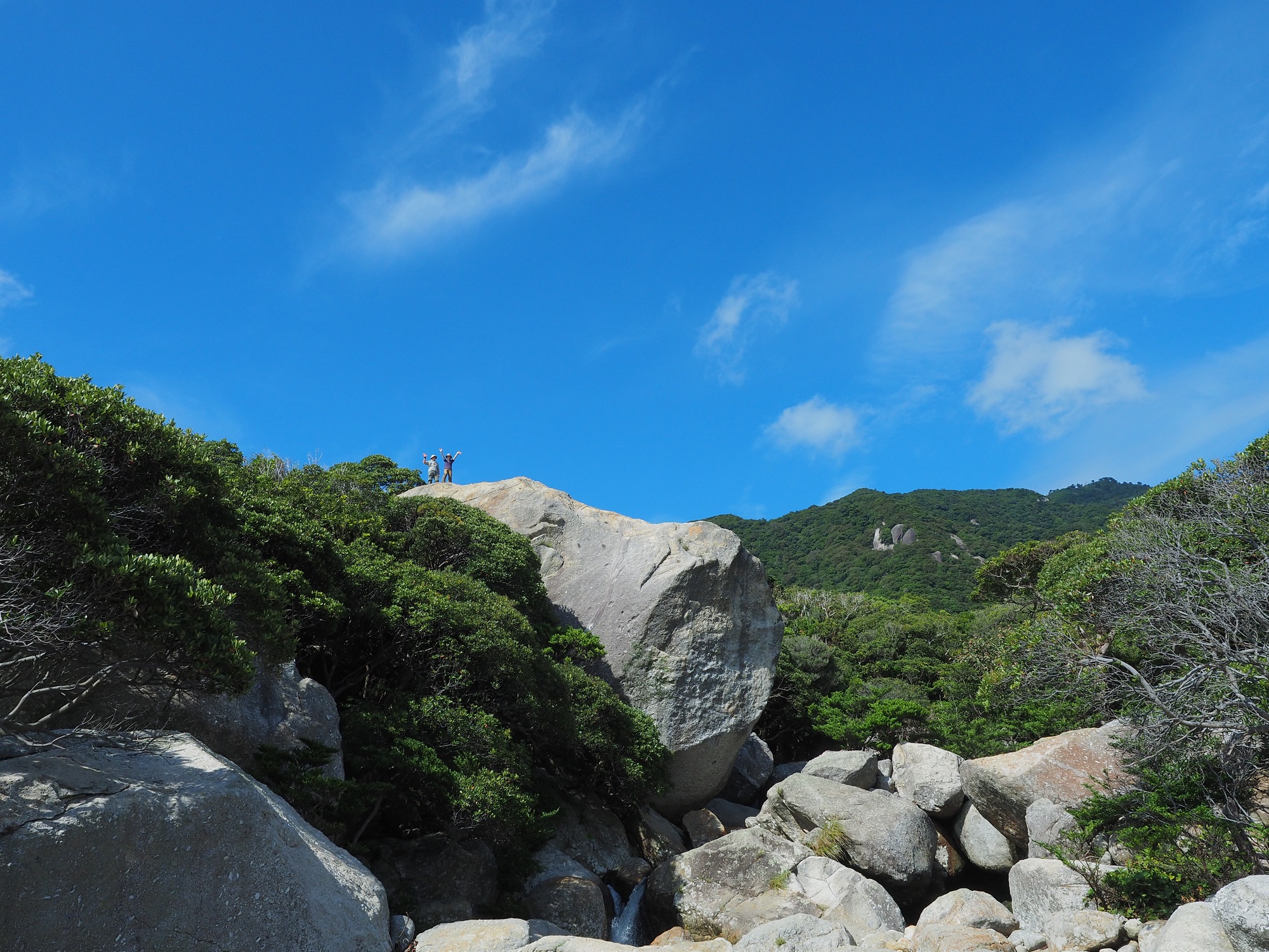 世界自然遺産の森を望む展望所