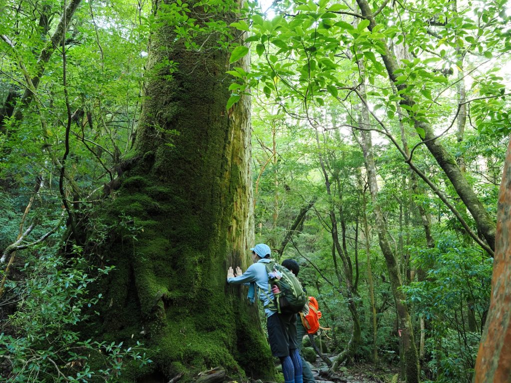 屋久杉の巨木