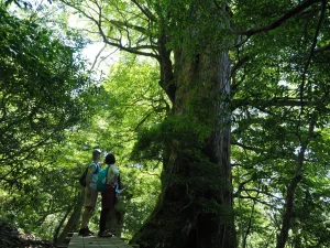 屋久杉の巨木