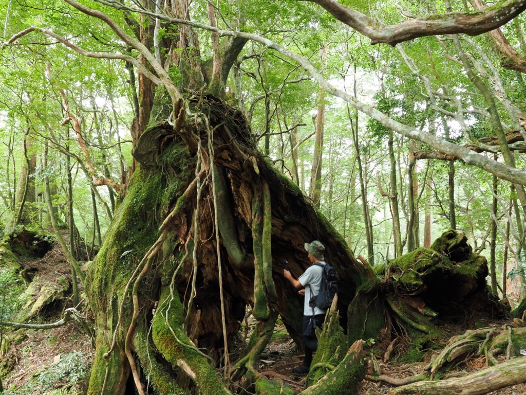 屋久杉の倒木