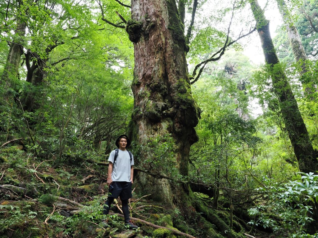 釈迦杉