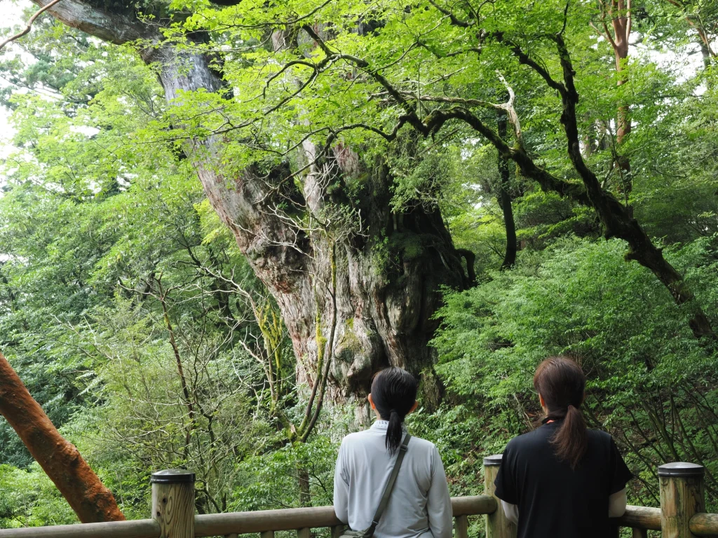 縄文杉