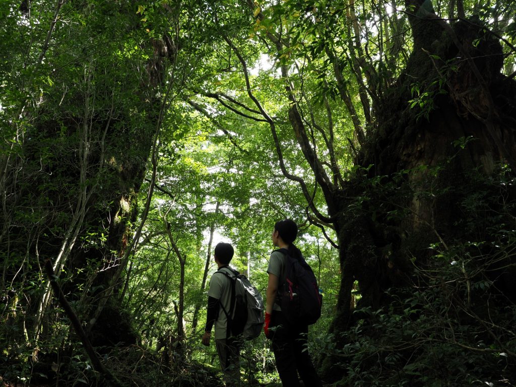 屋久杉の巨木