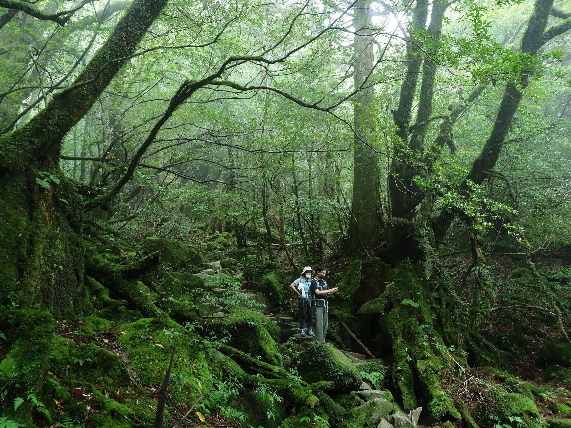 霧がかかった森