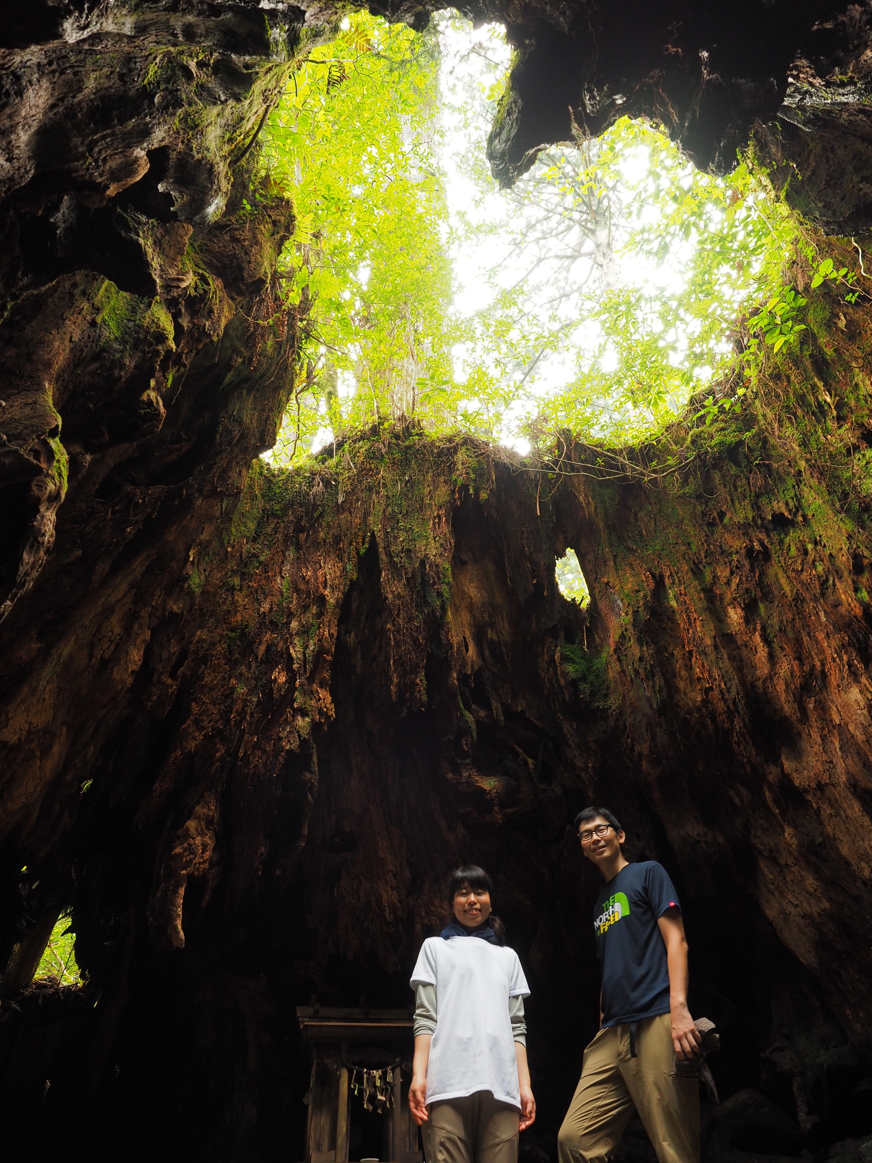 ウィルソン株のハート