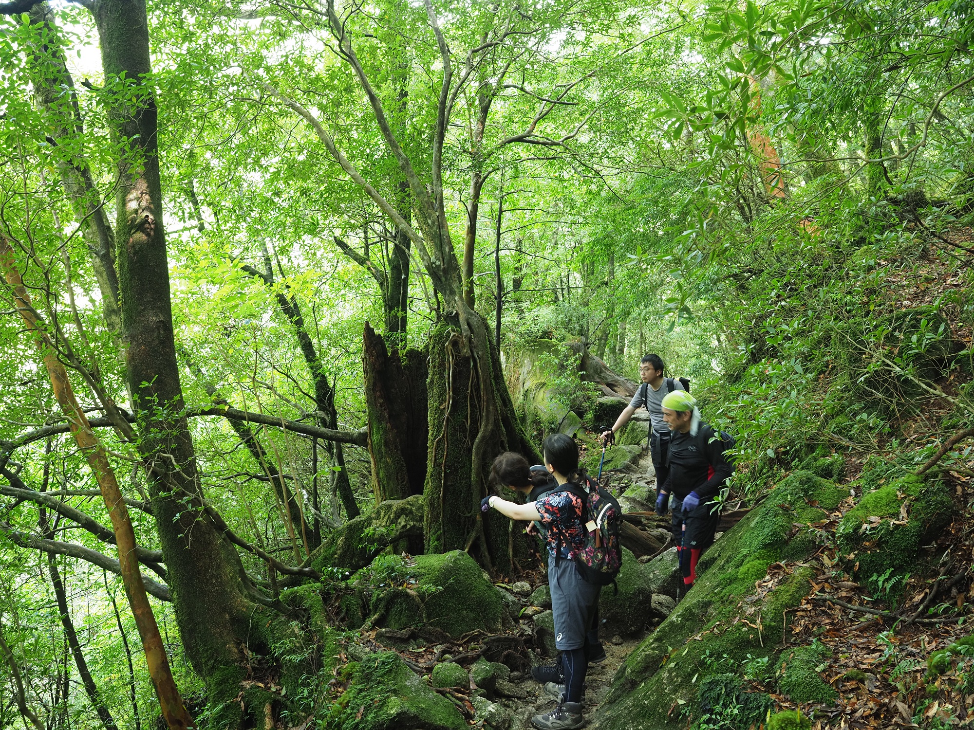 屋久杉の切り株