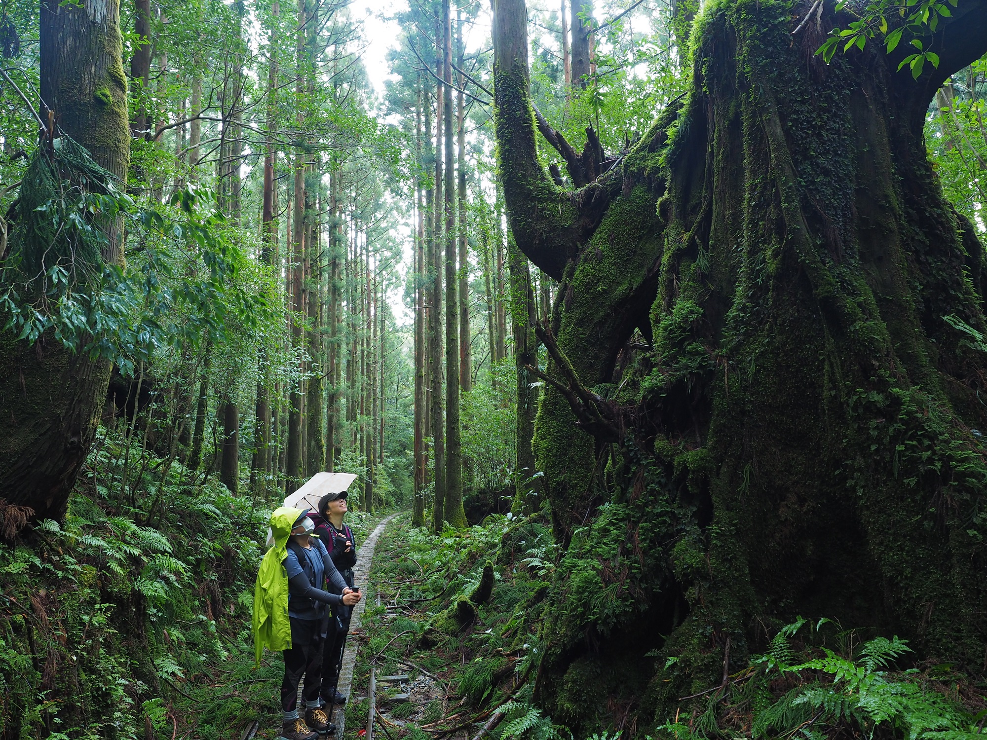 トロッコ道の屋久杉の切り株