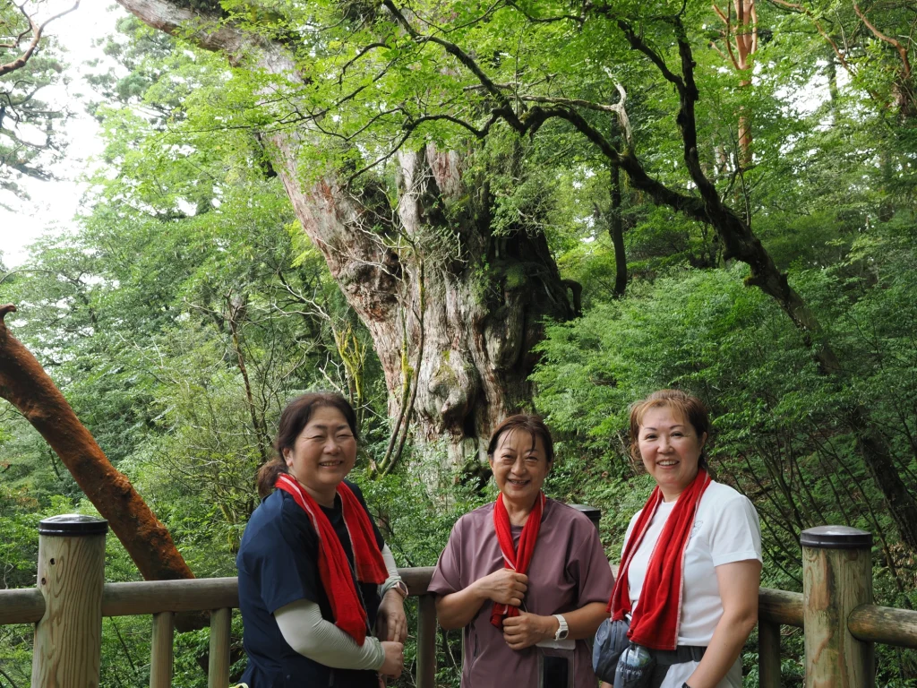 縄文杉