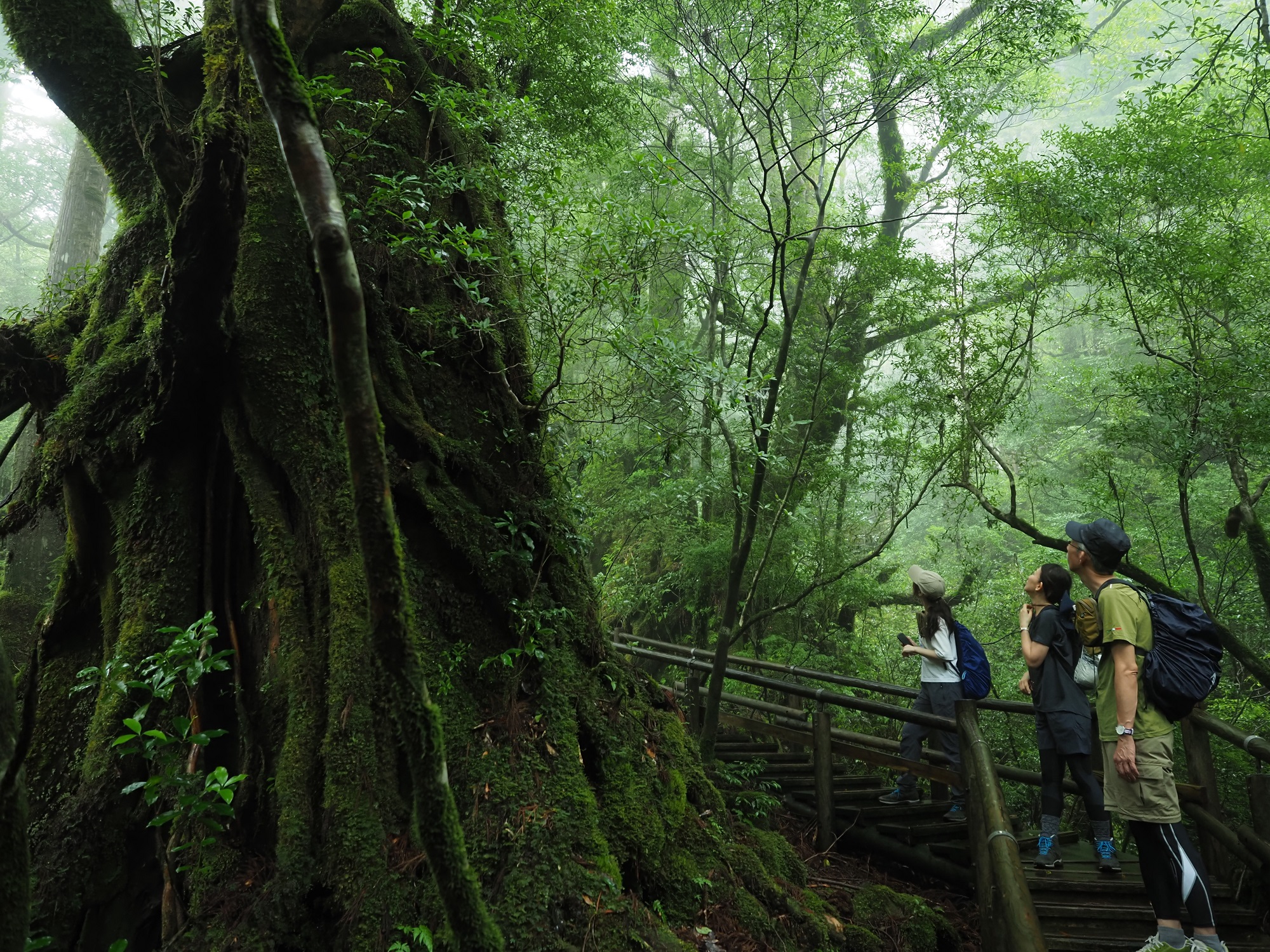 屋久杉の切り株