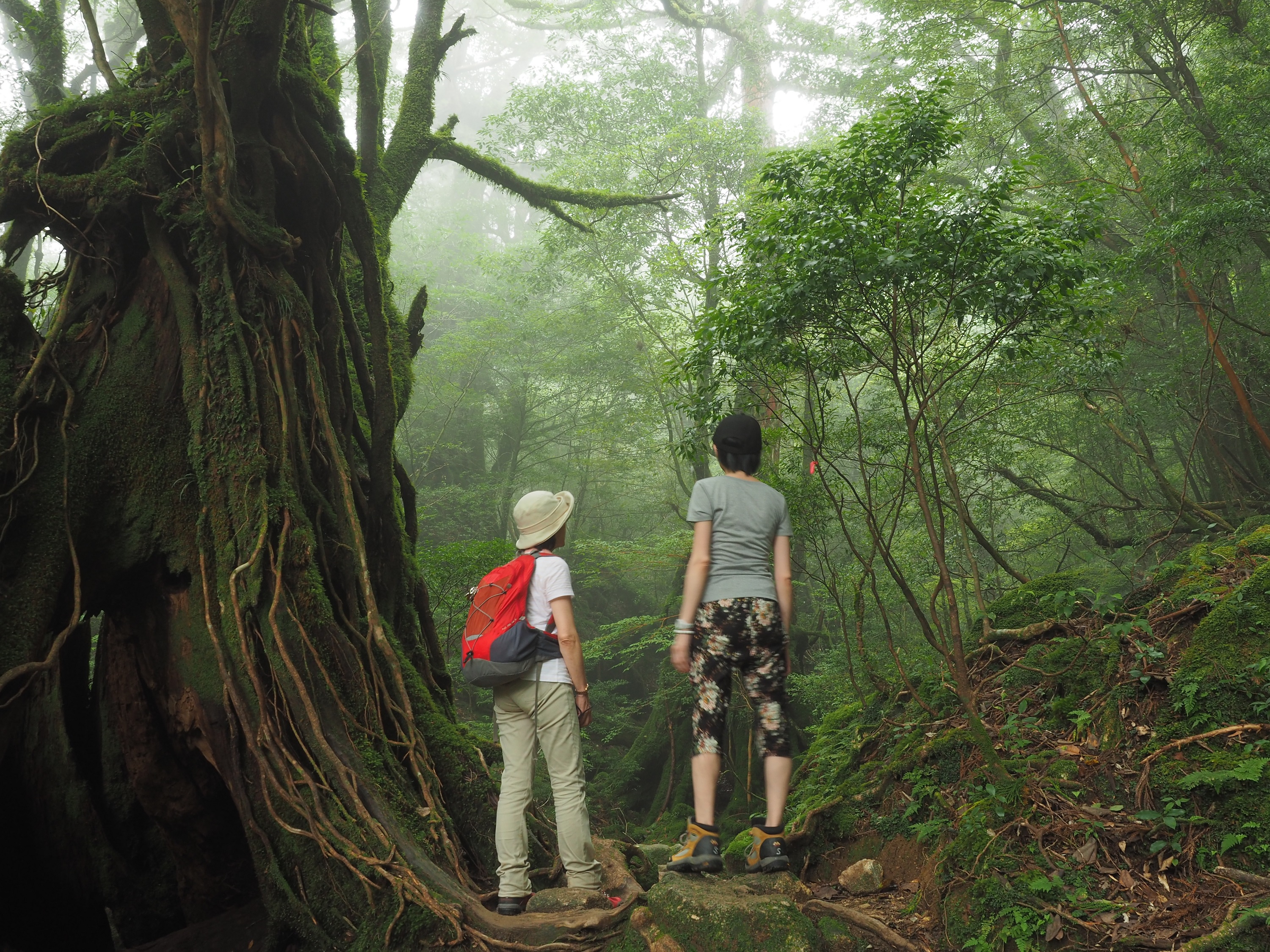 白谷雲水峡の森
