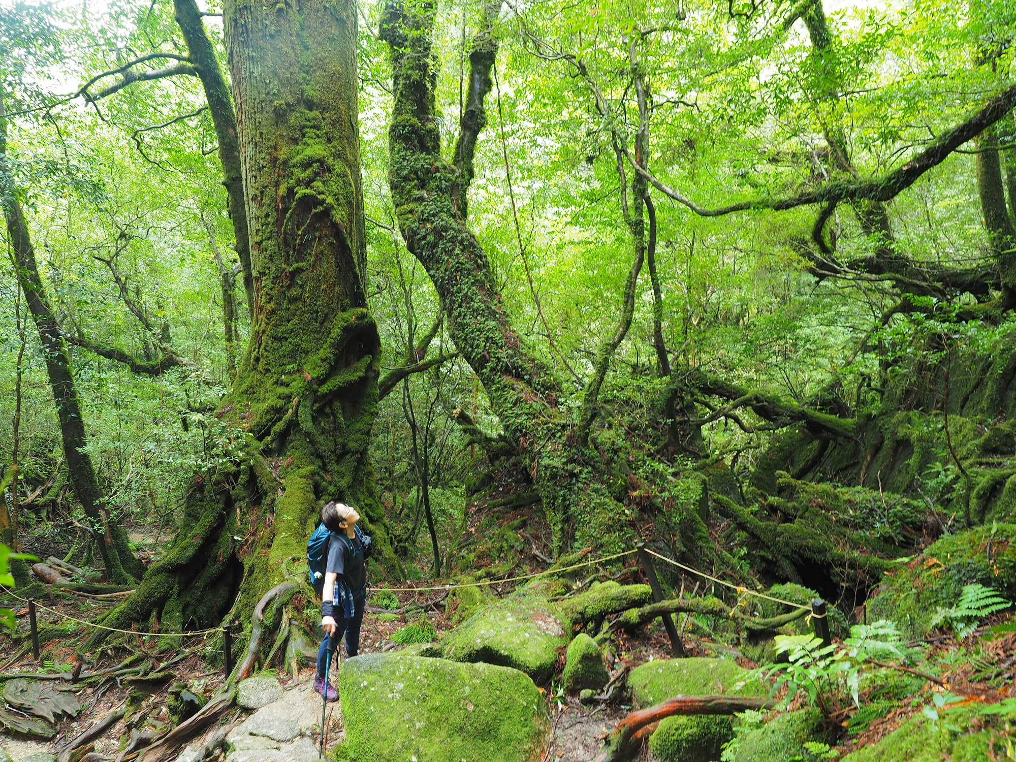 楠川歩道の苔むした森