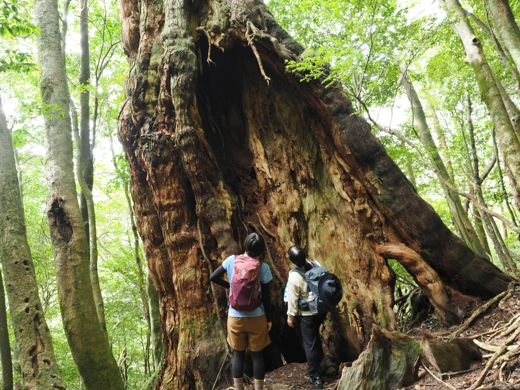 二代杉