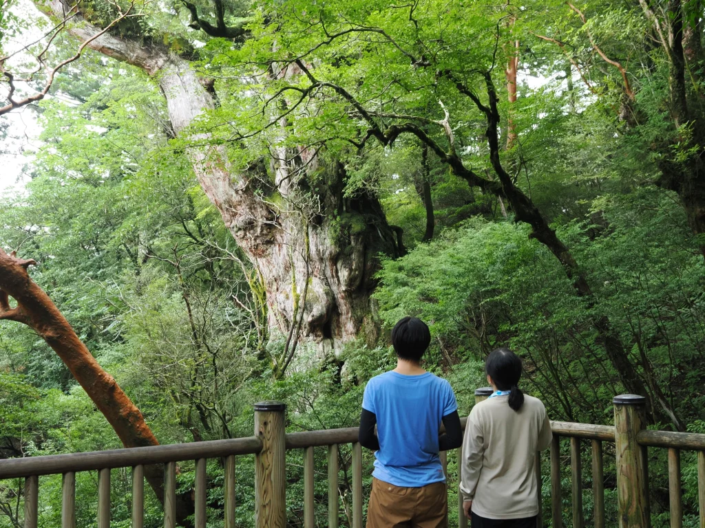 縄文杉