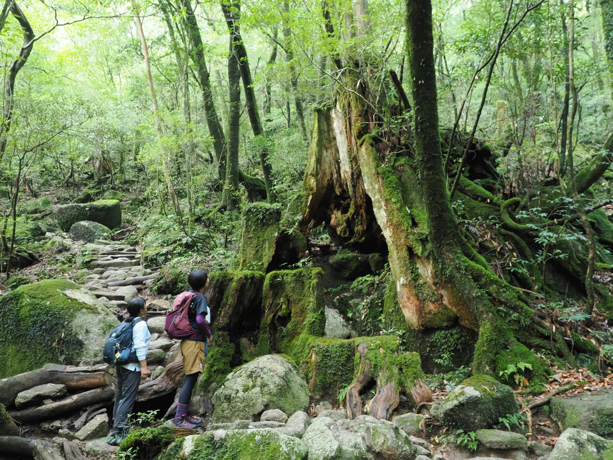 屋久杉の切り株