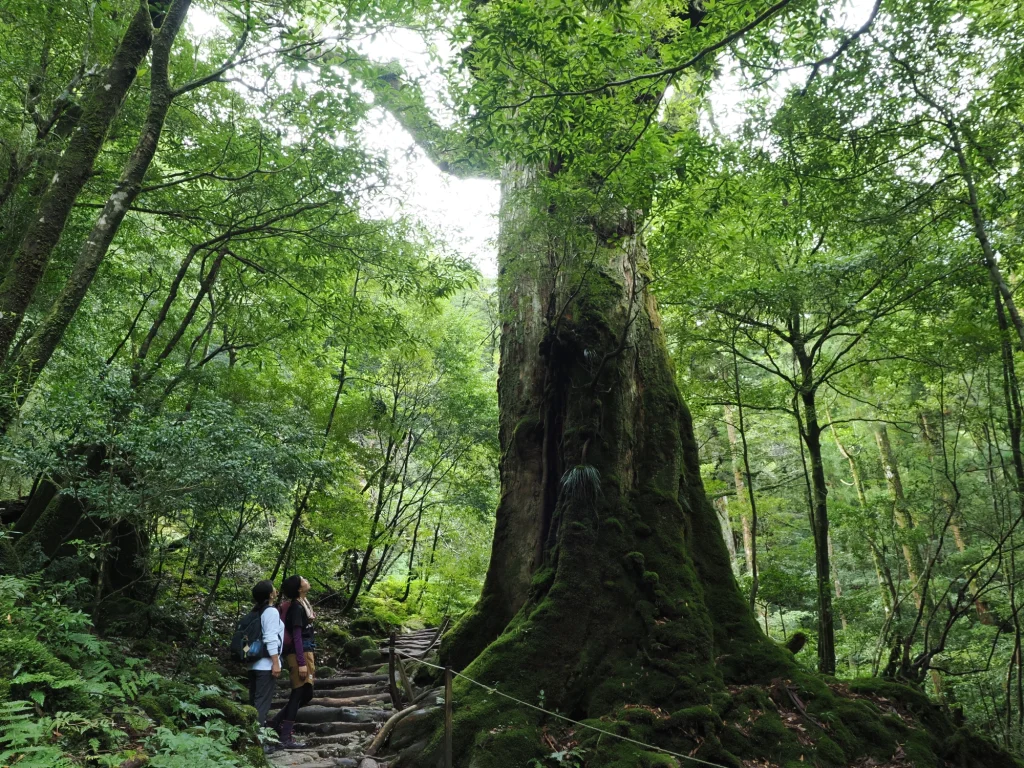 七本杉