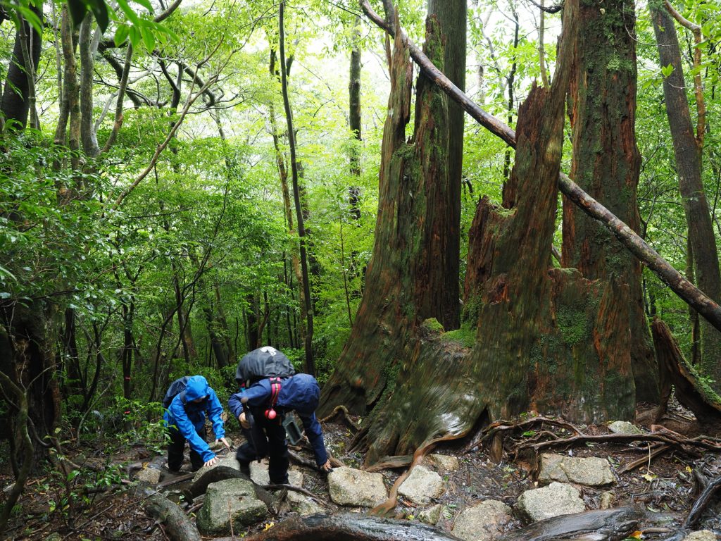 屋久杉の倒木